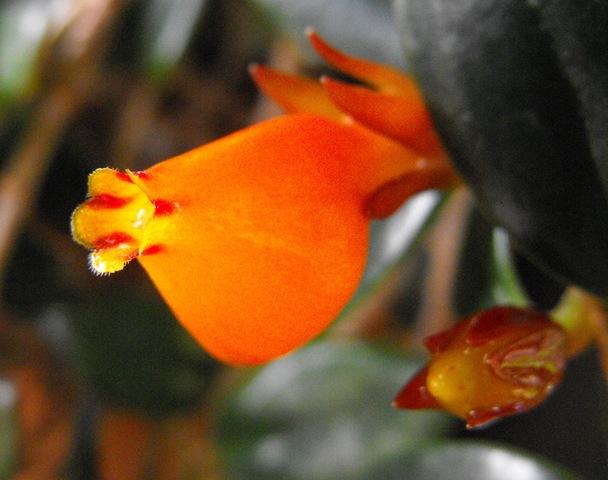 [Nematanthus wettsteinii2[3].jpg]