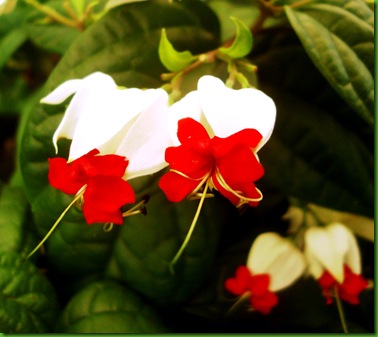 Clerodendrum (2)