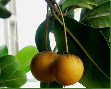 Manilkara_bidentata