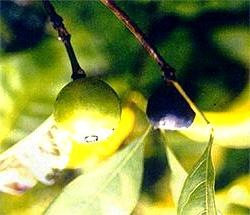 [Alibertia sessilis[2].jpg]