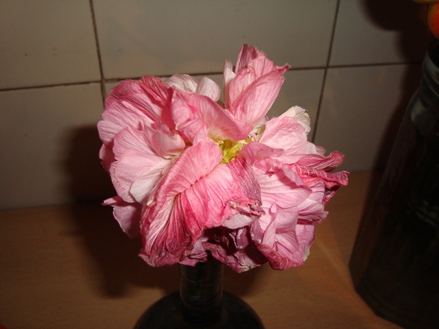 [Hibiscus mutabilis (5)[3].jpg]