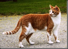 orange_kitty_by_Kayababe orange_kitty_by_Kayababe