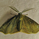 Moth