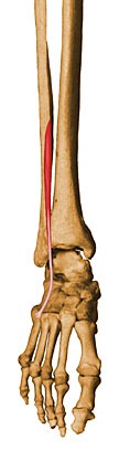 [peroneoanterior3.jpg]