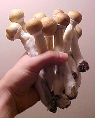 [magic-mushroom[3].jpg]