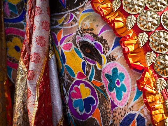 elephant-festival-jaipur-india_31779_990x742.jpg