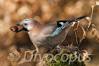 Dryocopus.AVES Slideshow