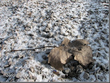 IMG_0003 copyright
