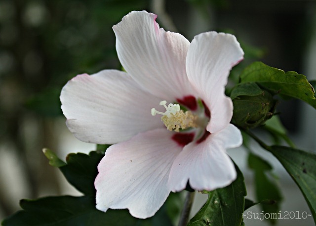 [2010 08 14 IMG_2578w[4].jpg]