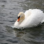 Llangorse Lake- 240410- 0120.jpg