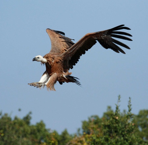 [Eko Centar Cres_Eurasian griffon landing[3].jpg]