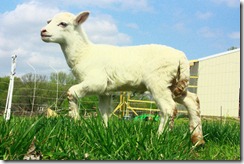 Lambs 2010 (42)