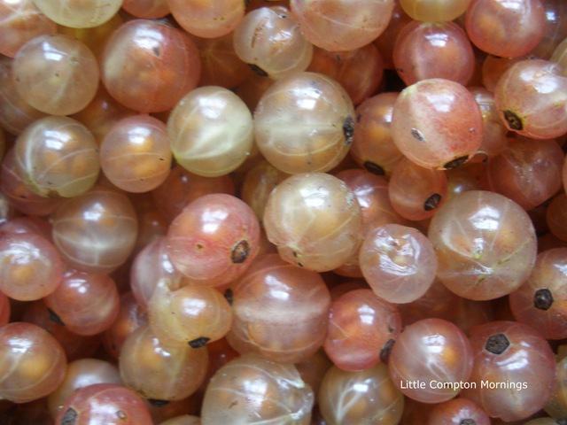 [Currants White[3].jpg]