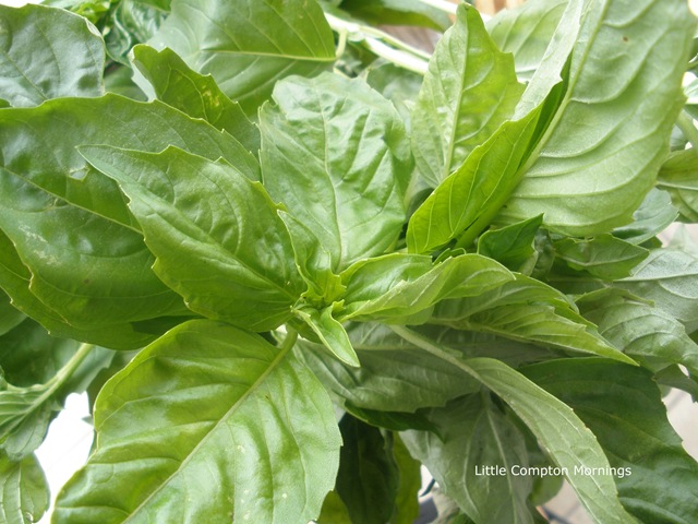 [Basil basil[3].jpg]