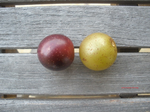 [Muscadines1[4].jpg]