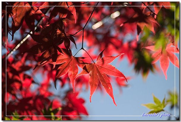 http://lh4.ggpht.com/_oHZKS5XSNYs/SSTQVkThAYI/AAAAAAAAFEU/TNSrpEhcsOk/s800/CRW_6736.jpg