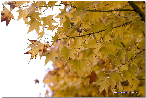 http://lh4.ggpht.com/_oHZKS5XSNYs/SWawhHqF3uI/AAAAAAAAGow/kQImnLgFwQA/s800/CRW_6846.jpg