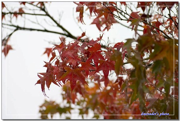 http://lh4.ggpht.com/_oHZKS5XSNYs/SWawlgxr7rI/AAAAAAAAGpQ/3Rub9Q9Ivbw/s800/CRW_6828.jpg