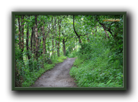 Green Trail