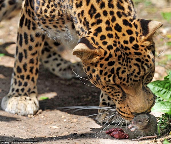 Brave Mouse with a Leopard, Photographed by Casey Gutteridge at Santago Rare Leopard Project, Hertfordshire Brave Mouse with a Leopard, Photographed by Casey Gutteridge at Santago Rare Leopard Project, Hertfordshire