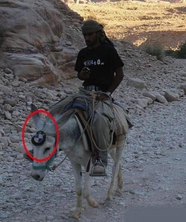 Photos that need no words to laugh - Donkey with BMW logo Photos that need no words to laugh - Donkey with BMW logo