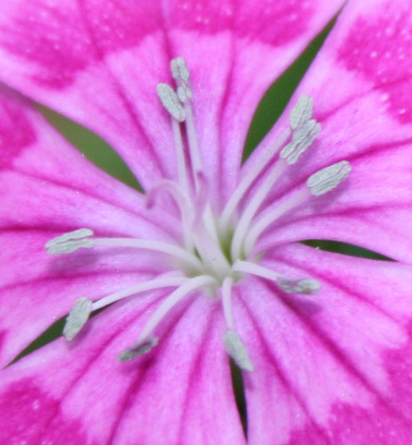Ultimate Close-Up of Fully Grown Sweet William Flower in Our Mini Garden