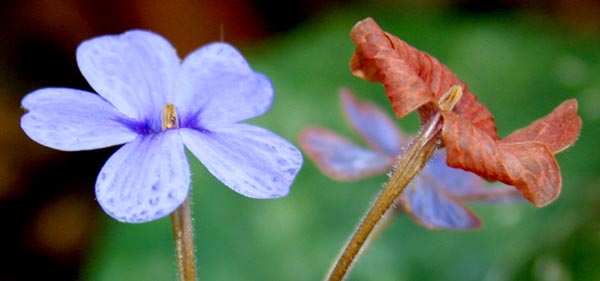 Rosy Eranthemum - Twosome