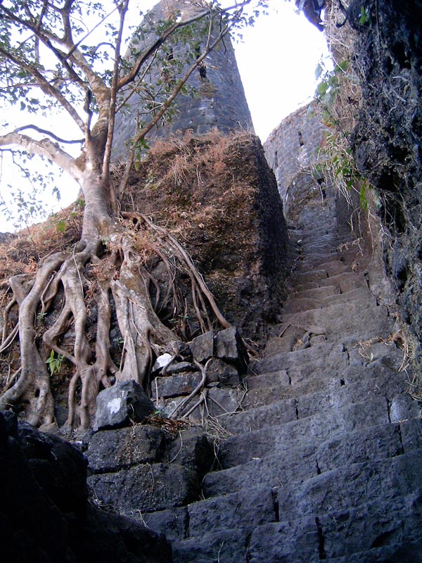 This fig tree at Tikona in Pune District of India looks like it has been spit on the rocks.