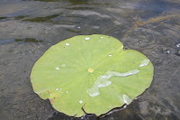 IMG_6396.JPG