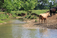 IMG_6424.JPG