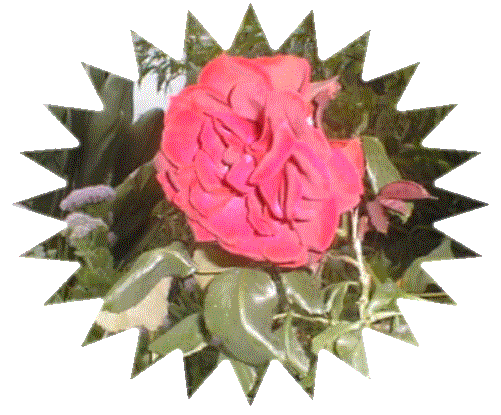 [rosa[3].gif]