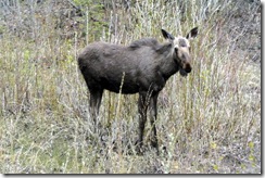 22-15 moose