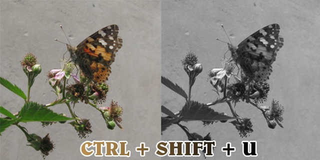 [BWButterfly[3].jpg]