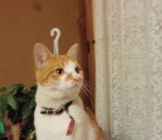 [interrogacao[3].jpg]
