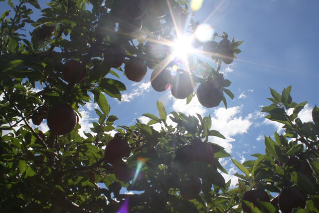 [applesun[4].jpg]
