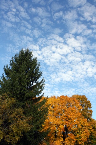 [fall sky[3].jpg]