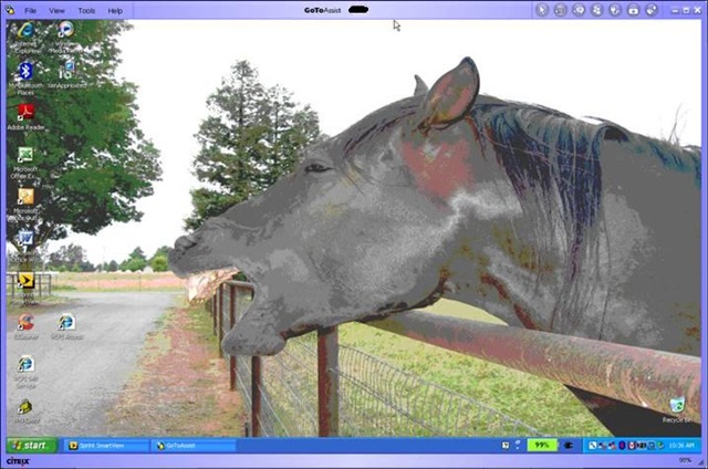 [horse[3].jpg]