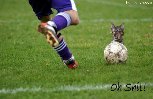 [Footbol and cat[3].jpg]