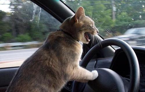 [kucing bawak kereta[1].jpg]