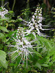 DSCN7536.JPG
