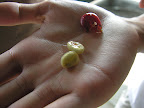 DSCN7878.JPG