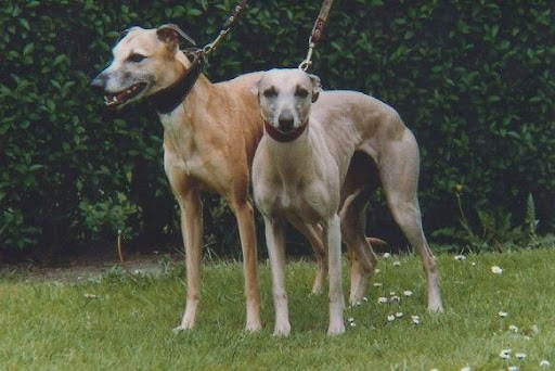 Amante & Wynette
