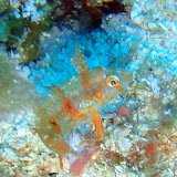 02-14-10 - PM Dives - Ned's Tunnel, Pallas East