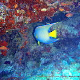 02-18-10 - AM Dives - Kent's Caves, Pallas West