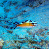 02-18-10 - PM Dives - Royal Palm Ledge, Doc Poulson