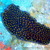 02-19-10 - Round Rock, Chain Reef