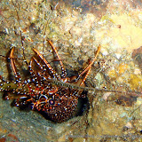 03-06-10 - Round Rock, Chain Reef, Doc Poulson