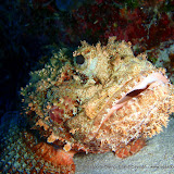 07-06-10 - Turtle Reef