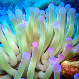 07-23-10 - PM Dives - Trinity Caves, Victoria's Secret