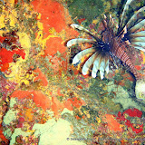 07-13-10 - AM Dives - Big Dipper, Lonestar